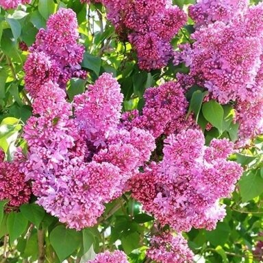 Alyva bloomerang "Pink perfume" C7,5 Alyva bloomerang "Pink perfume" C7,5