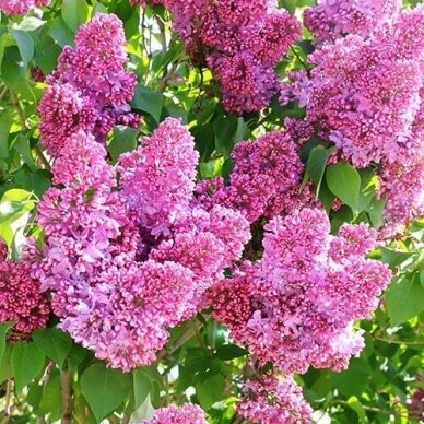 Alyva bloomerang "Pink perfume" C7,5