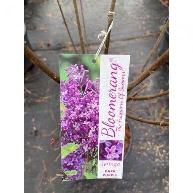 Alyva bloomerang "Dark purple" C7,5 1
