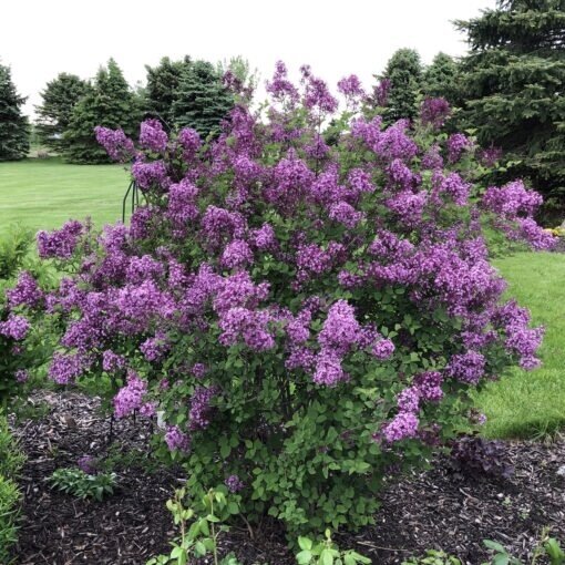 Alyva bloomerang "Dark purple" C7,5 Alyva bloomerang "Dark purple" C7,5