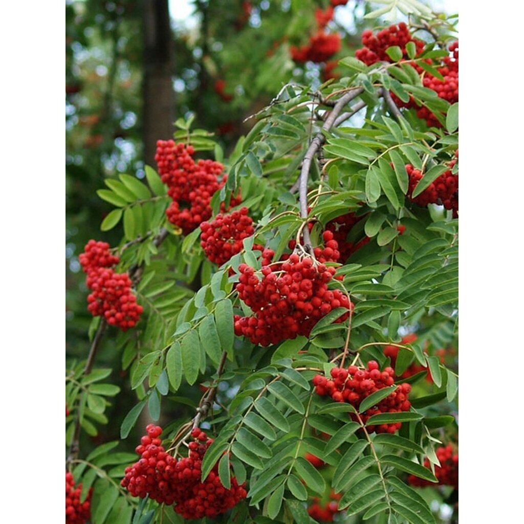 Šermukšnis paprastasis "Pendula" C20 2