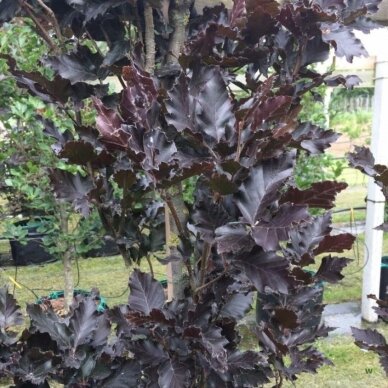 Bukas paprastasis "Dawyck purple" C20 1