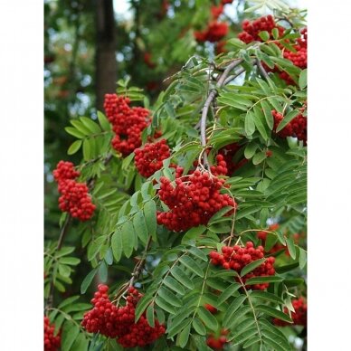 Šermukšnis paprastasis "Pendula" C20 2 Šermukšnis paprastasis "Pendula" C20 2