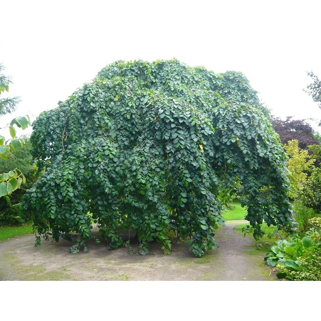 Bukas paprastasis "Pendula" C20 1