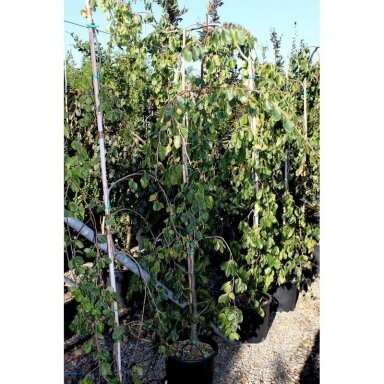 Bukas paprastasis "Pendula" C20