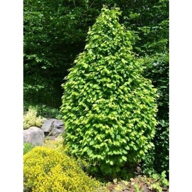 Skroblas paprastasis "Monumentalis" C5 Skroblas paprastasis "Monumentalis" C5