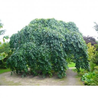 Bukas paprastasis "Pendula" C20 1