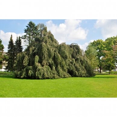 Bukas paprastasis "Pendula" C20 3