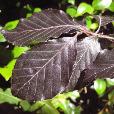 Bukas paprastasis "Purpurea" C20 1 Bukas paprastasis "Purpurea" C20 1
