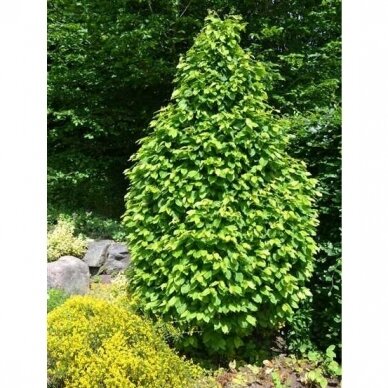 Skroblas paprastasis "Monumentalis" C5 Skroblas paprastasis "Monumentalis" C5