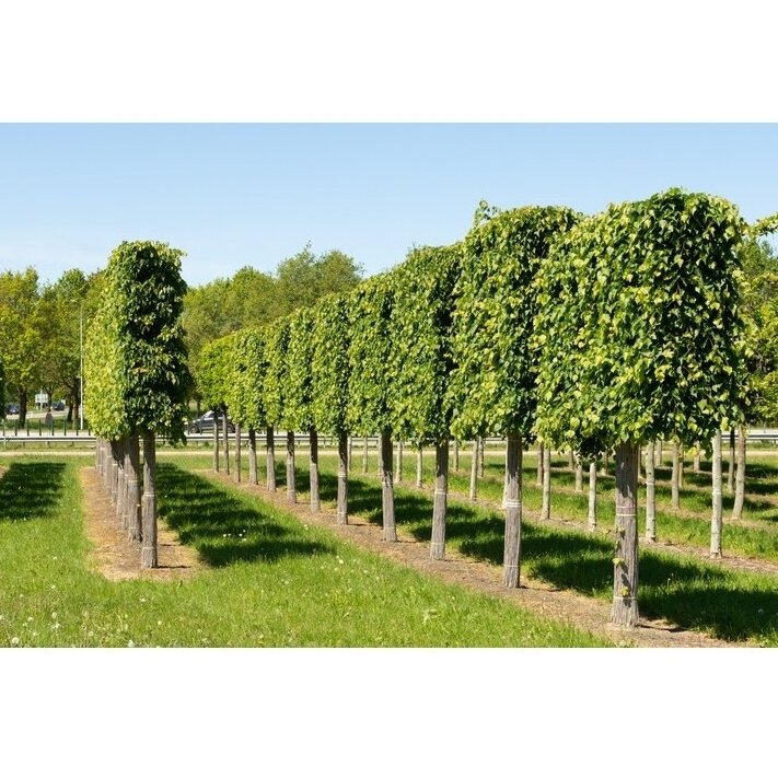 Liepa mažalapė "Greenspire" C80 1 Liepa mažalapė "Greenspire" C80 1