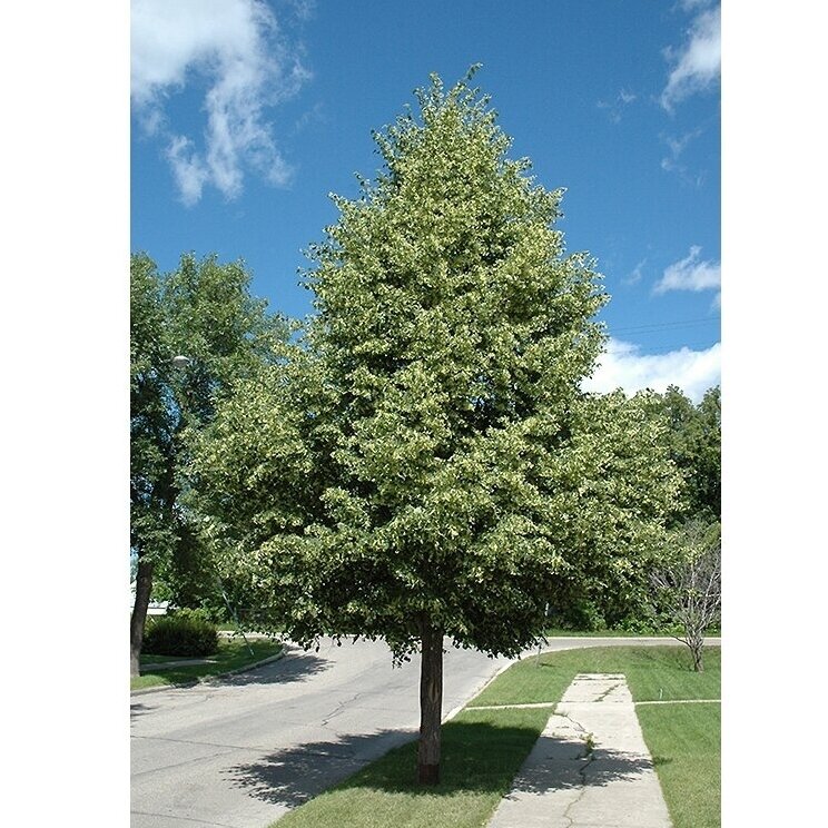 Liepa mažalapė "Greenspire" C80 Liepa mažalapė "Greenspire" C80