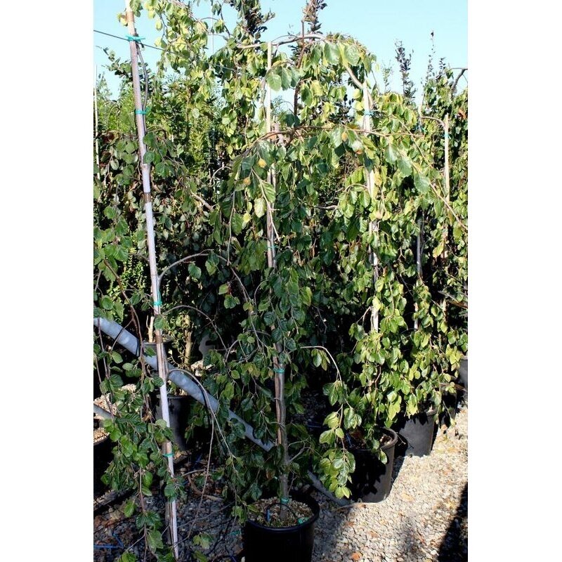 Bukas paprastasis "Pendula" C20
