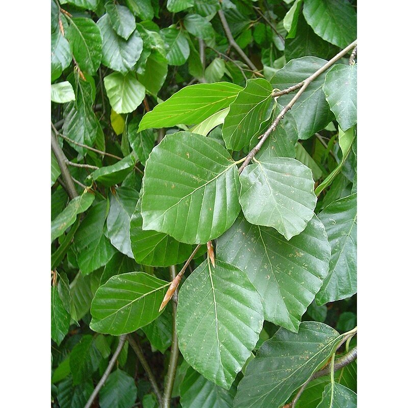 Bukas paprastasis "Pendula" C20 2