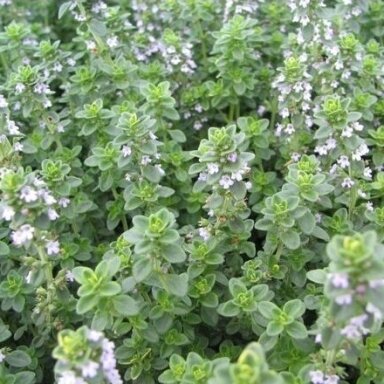 Čiobrelis citrininis C3