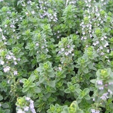 Čiobrelis citrininis C3