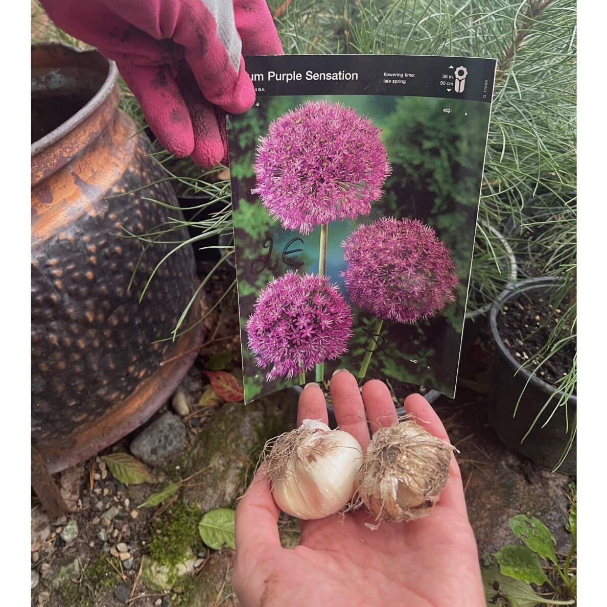 Dekoratyvinis česnakas Allium Purple Sensation