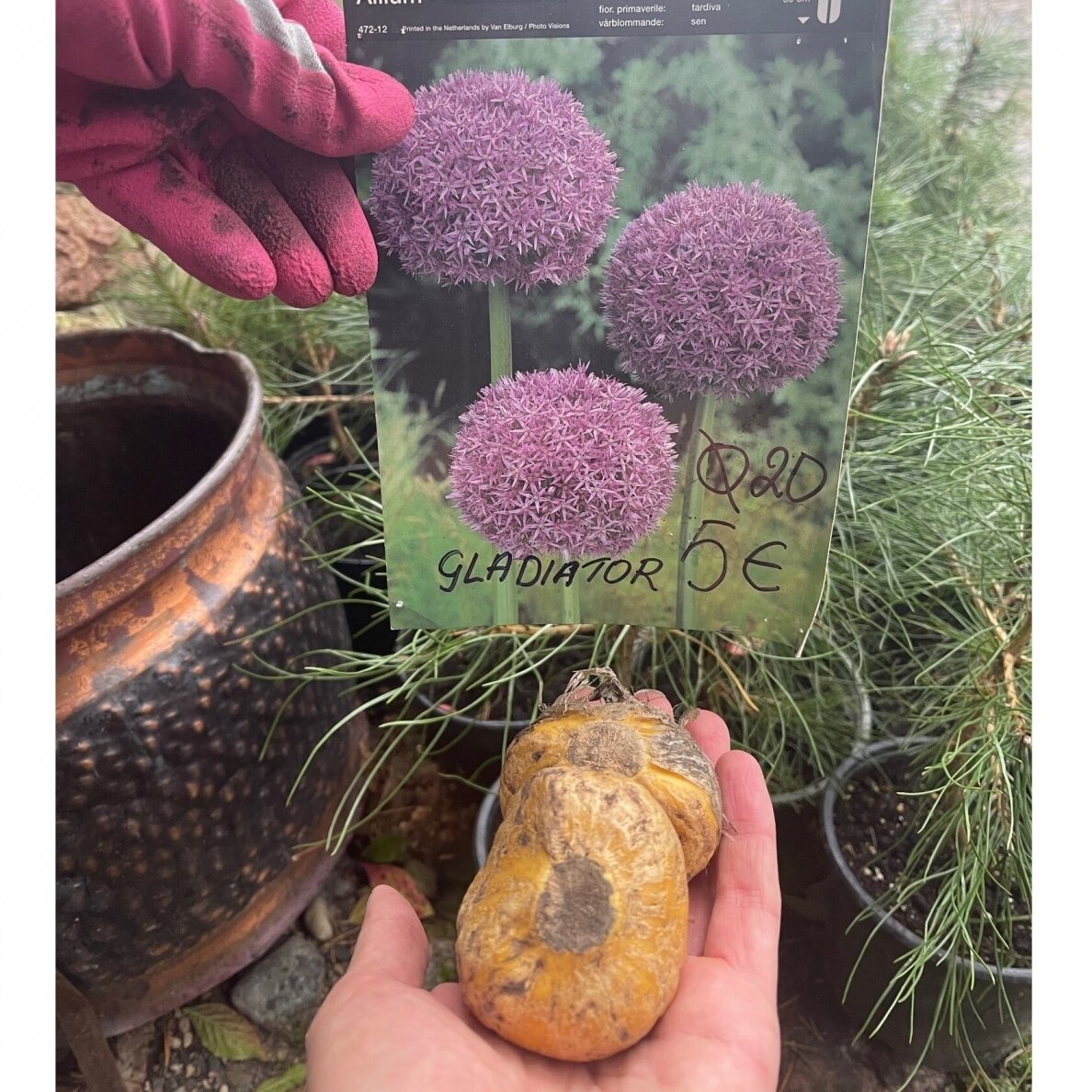 Dekoratyvinis česnakas Allium Gladiator