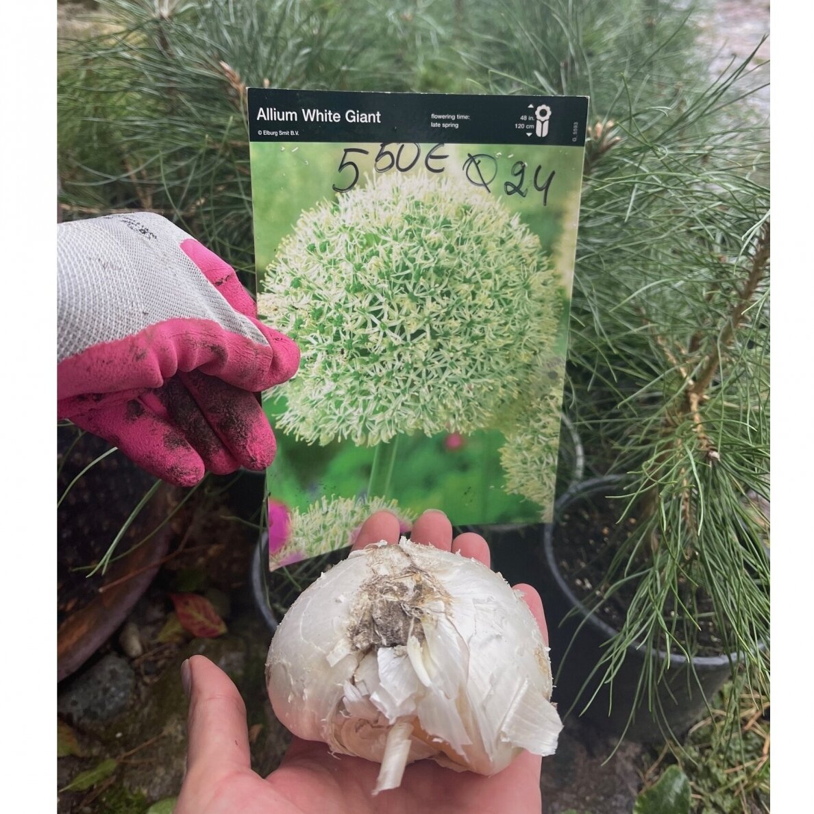 Dekoratyvinis česnakas Allium White Giant Dekoratyvinis česnakas Allium White Giant