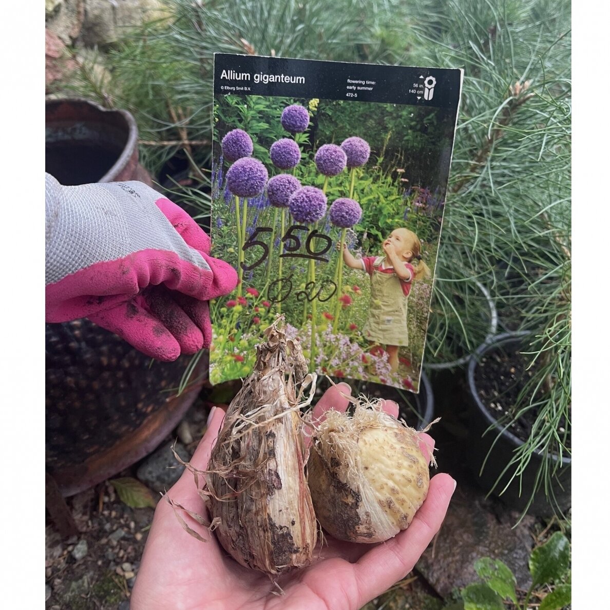 Dekoratyvinis česnakas Allium Giganteum