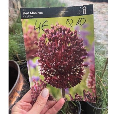 Dekoratyvinis česnakas Allium Red Mohican