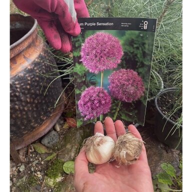 Dekoratyvinis česnakas Allium Purple Sensation