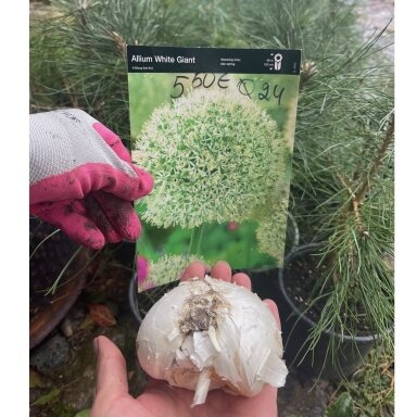 Dekoratyvinis česnakas Allium White Giant