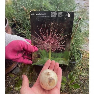 Dekoratyvinis česnakas Allium Schubertii Dekoratyvinis česnakas Allium Schubertii