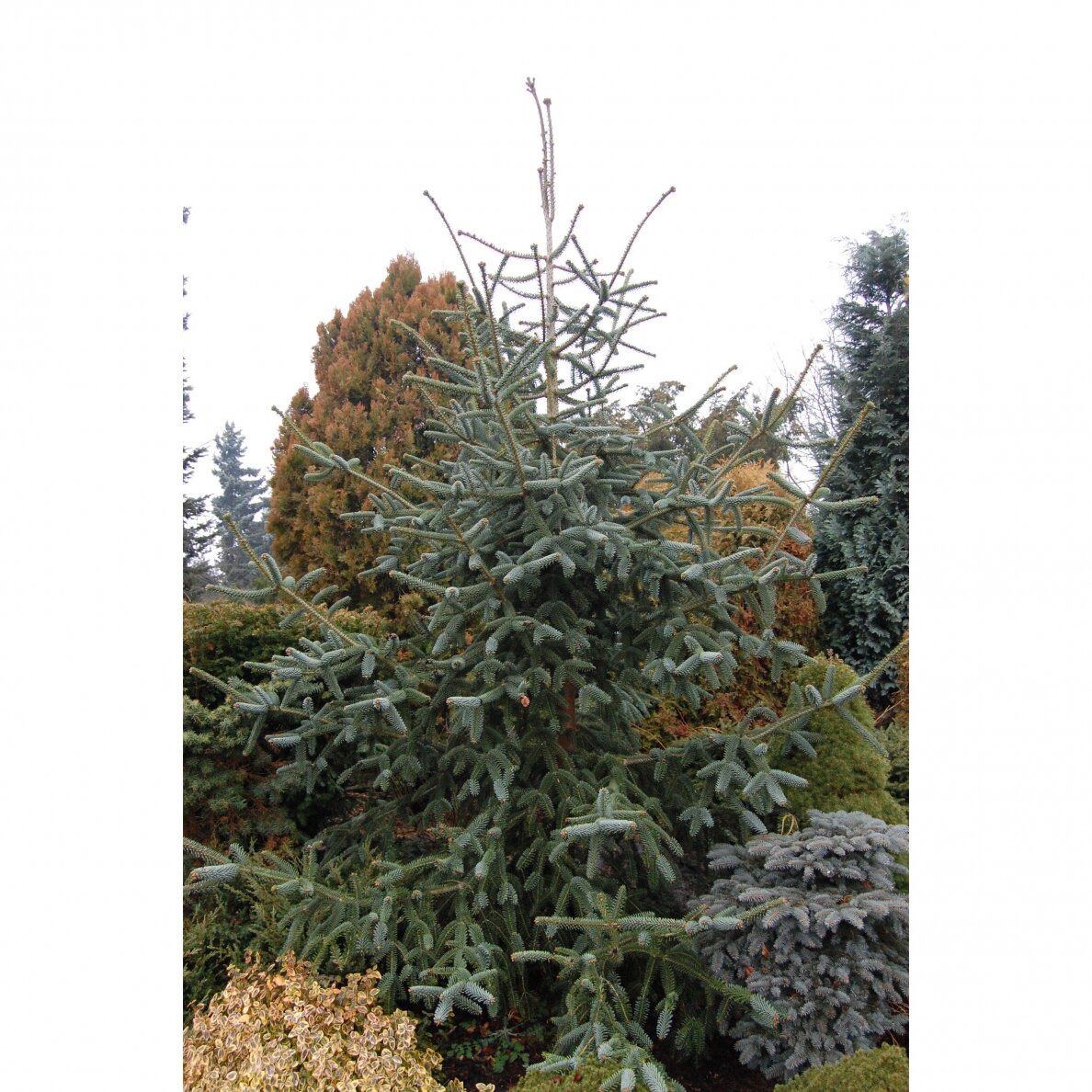 Kėnis ispaninis "Glauca" C80 2