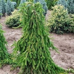 Eglė paprastoji "Pendula" C10