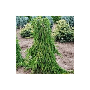 Eglė paprastoji "Pendula" C10