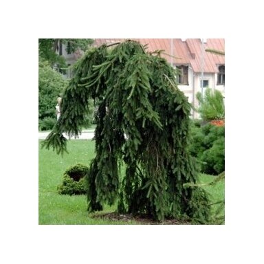 Eglė paprastoji "Frohburg" C10
