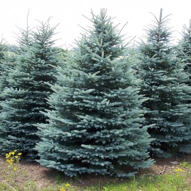 Eglė dygioji "Glauca" C5 Eglė dygioji "Glauca" C5