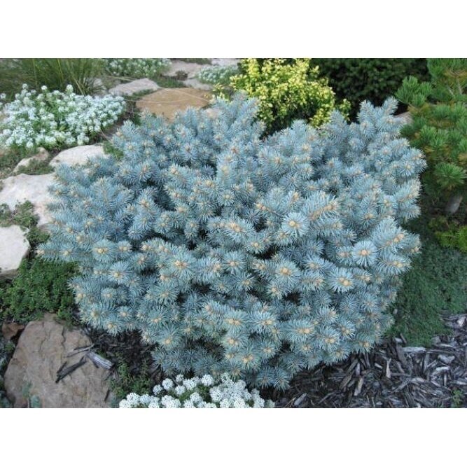 Eglė dygioji "Glauca Globosa" C15