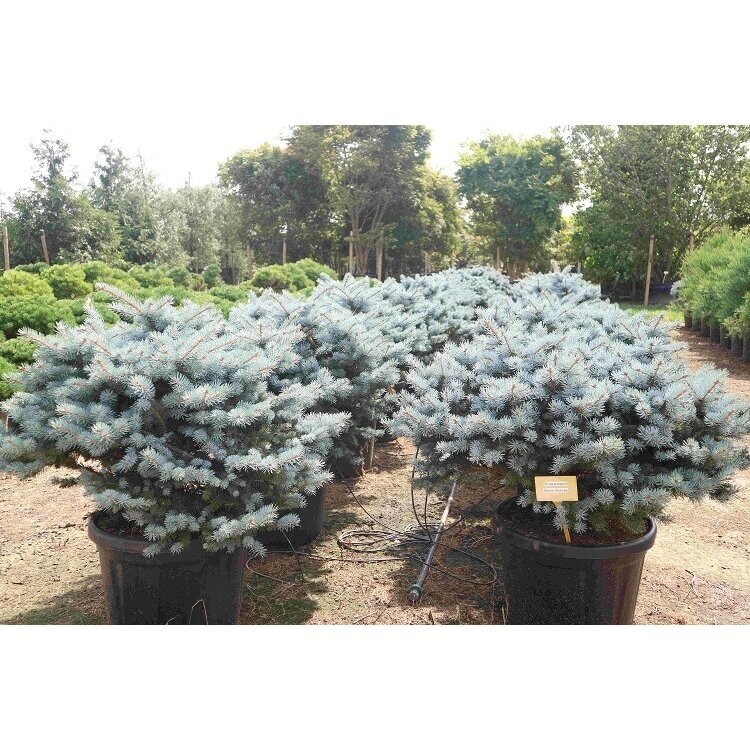 Eglė dygioji "Glauca Globosa" C15 1