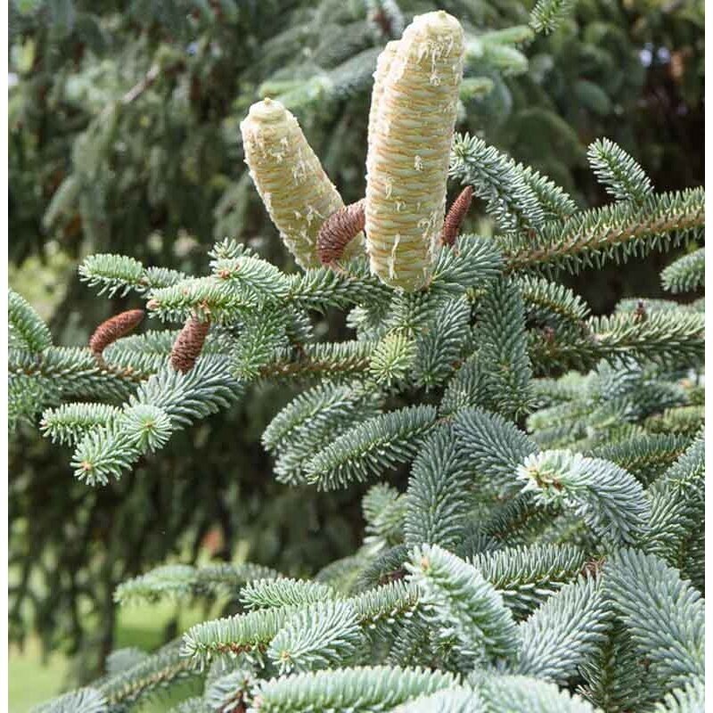 Kėnis ispaninis "Glauca" C80 1 Kėnis ispaninis "Glauca" C80 1