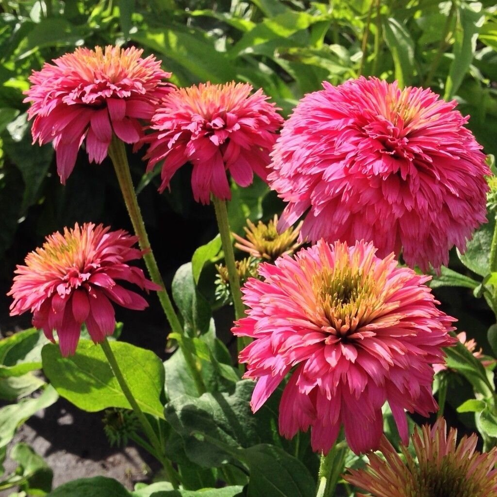 Ežiuolė rausvažiedė "Pink bonbon" C2