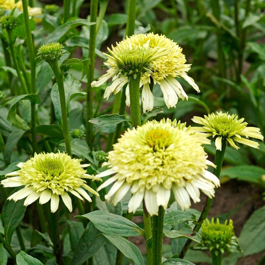 Ežiuolė rausvažiedė "Honeydew" C2