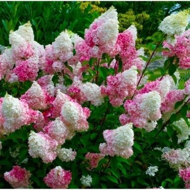 Hortenzija šluotelinė "Vanille fraise" C7,5
