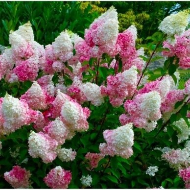 Hortenzija šluotelinė "Vanille fraise" C7,5