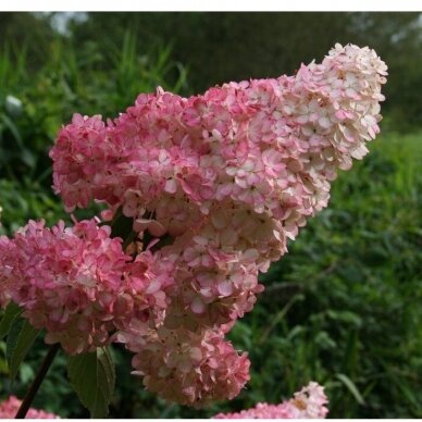 Hortenzija šluotelinė "Vanille fraise" C7,5 1