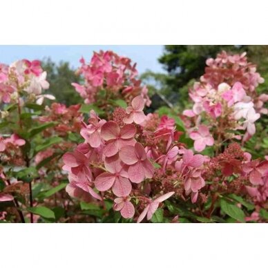 Hotenzija šluotelinė "Pinky winky" C2 2