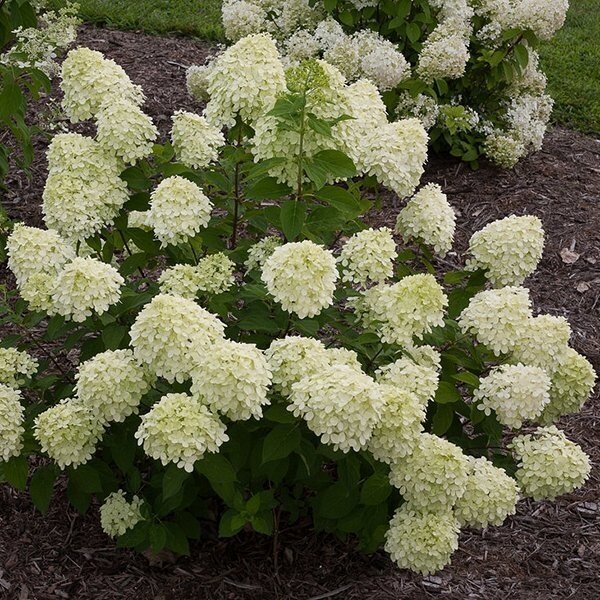 Hortenzija šluotelinė "Little lime" C5