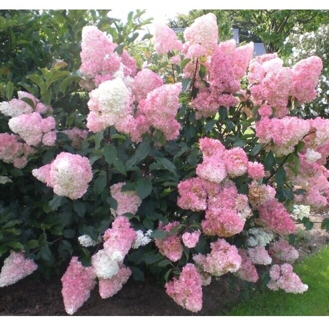 Hortenzija šluotelinė "Vanille fraise" C7,5 2 Hortenzija šluotelinė "Vanille fraise" C7,5 2