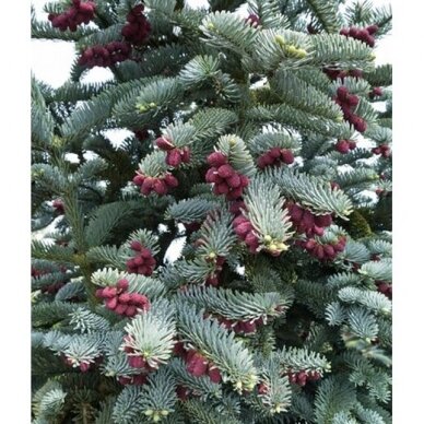 Kėnis kvapusis "Glauca" C40 1 Kėnis kvapusis "Glauca" C40 1