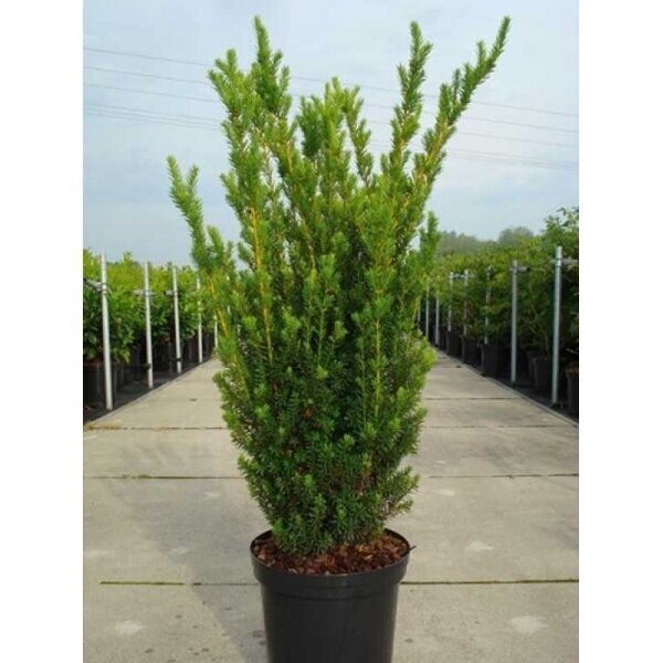 Kukmedis tarpinis "Hillii" C5 Kukmedis tarpinis "Hillii" C5