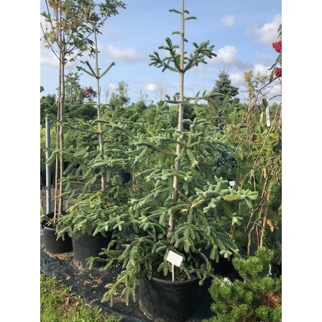 Kėnis ispaninis "Glauca" C80
