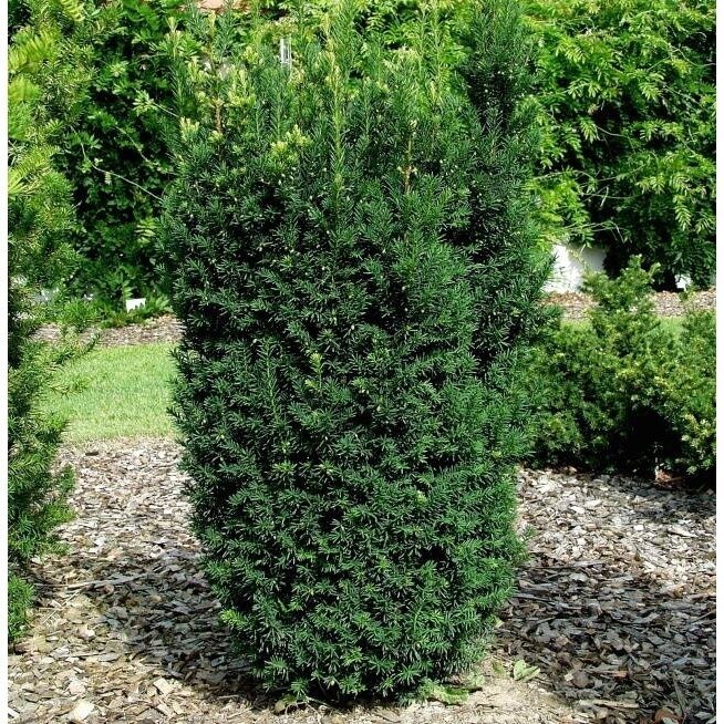 Kukmedis tarpinis "Hillii" C3 1