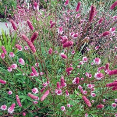 Kraujalakė vaistinė "Pink tanna" C2