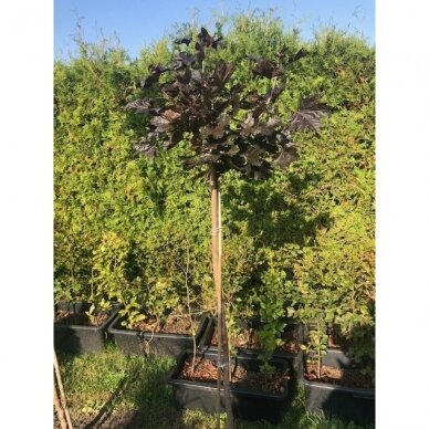 Klevas paprastasis "Purple globe" C30 1 Klevas paprastasis "Purple globe" C30 1